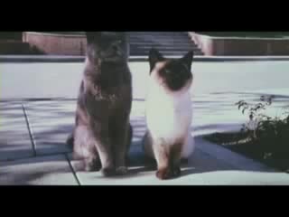 garfield the cat (cool video)
